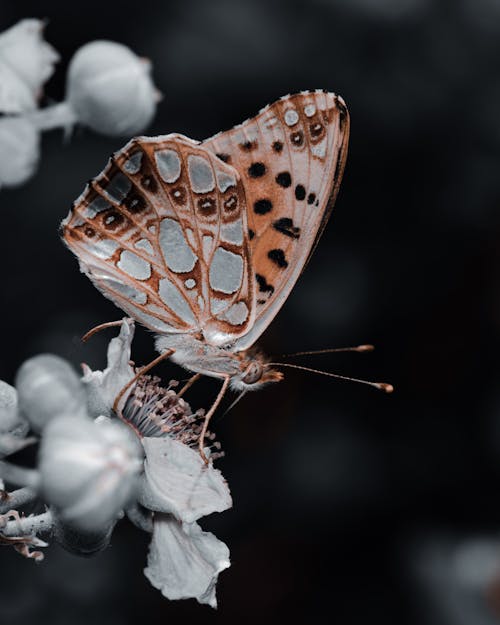 Close-up Photo of Butterfly perched on a Flower 