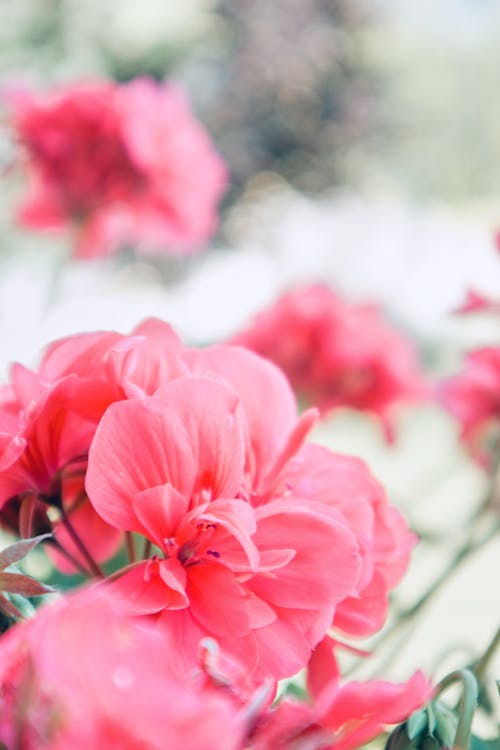 Pink Flower in Tilt Shift Lens