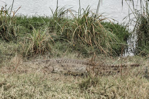 Brown Crocodile on Green Grass Near Body of Water