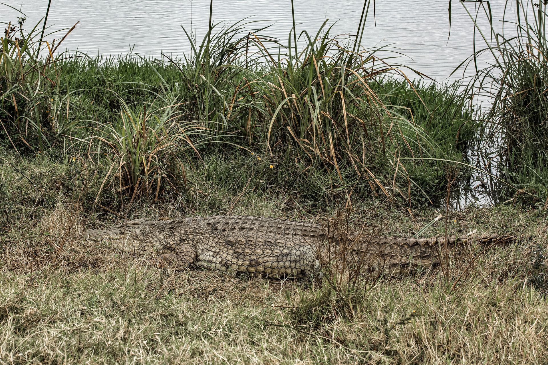 Brown Crocodile on Green Grass Near Body of Water
