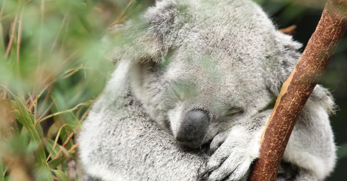 Free stock photo of asleep, australia, branch