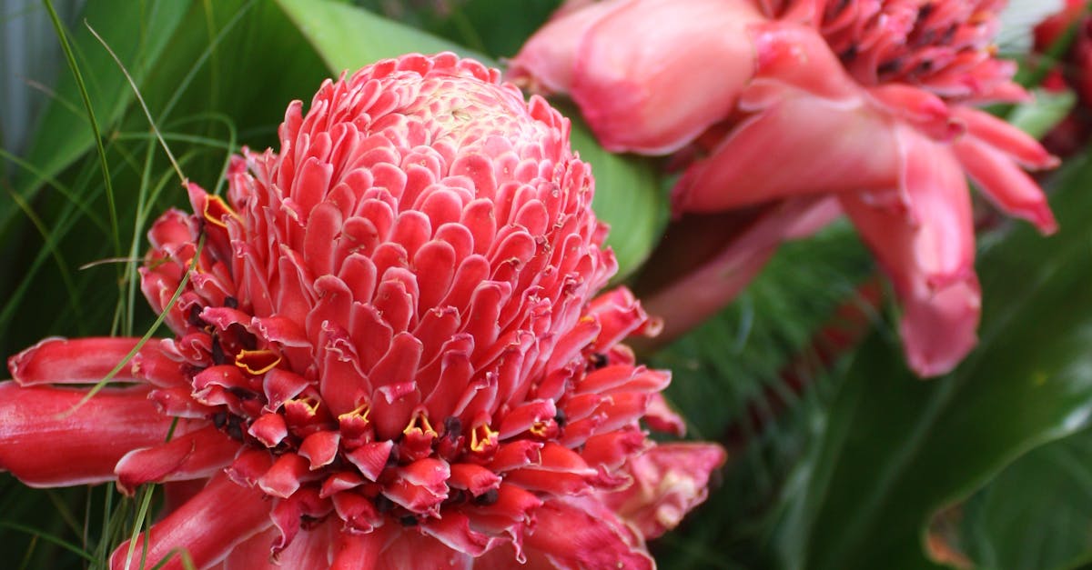 Free stock photo of australia, bloom, flowers