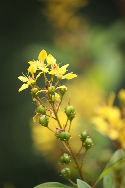 Free stock photo of australia, bloom, buds