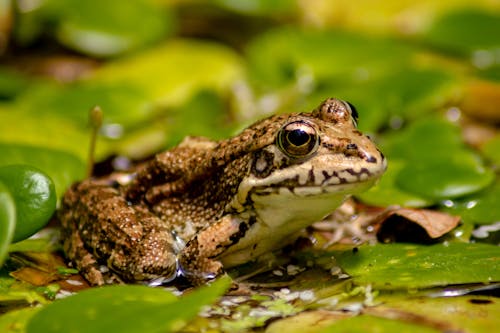 Ücretsiz amfibi, çim, hayvan içeren Ücretsiz stok fotoğraf Stok Fotoğraflar