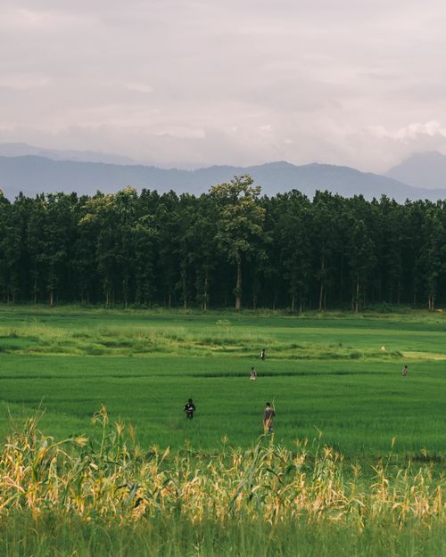 Free Lush green fields with farmers working against a backdrop of trees and mountains in Nepal. Stock Photo