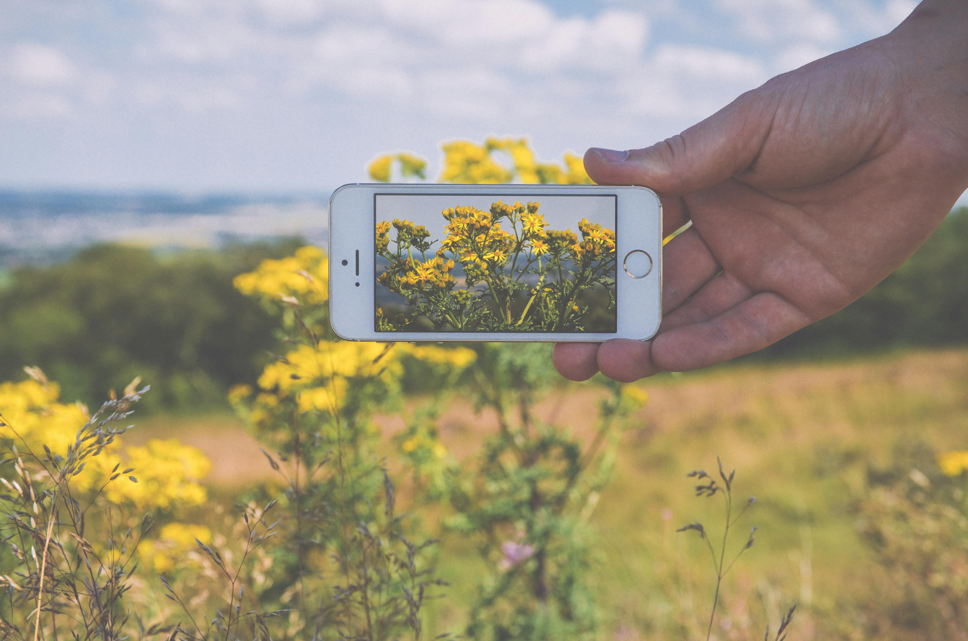 Person Taking Photo of Yellow Petaled Flowers Using Iphone 5s