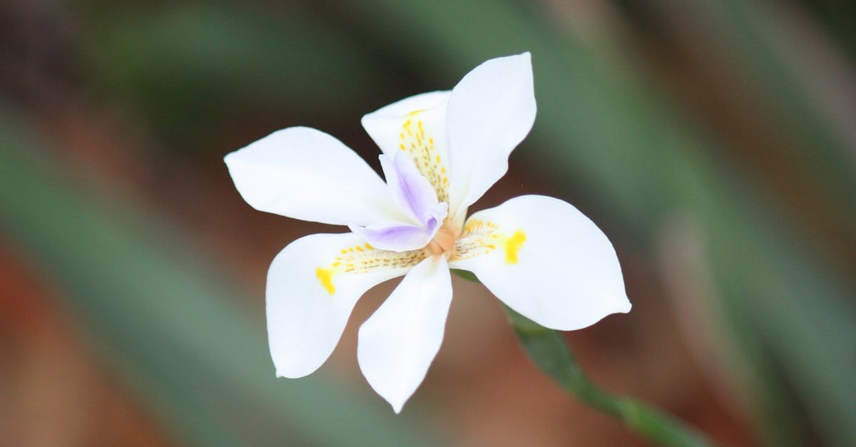 Free stock photo of australia, bloom, delicate