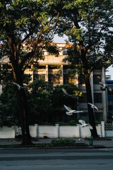 黄昏时分，一条城市街道宁静祥和，鸟儿飞过绿树成荫的建筑