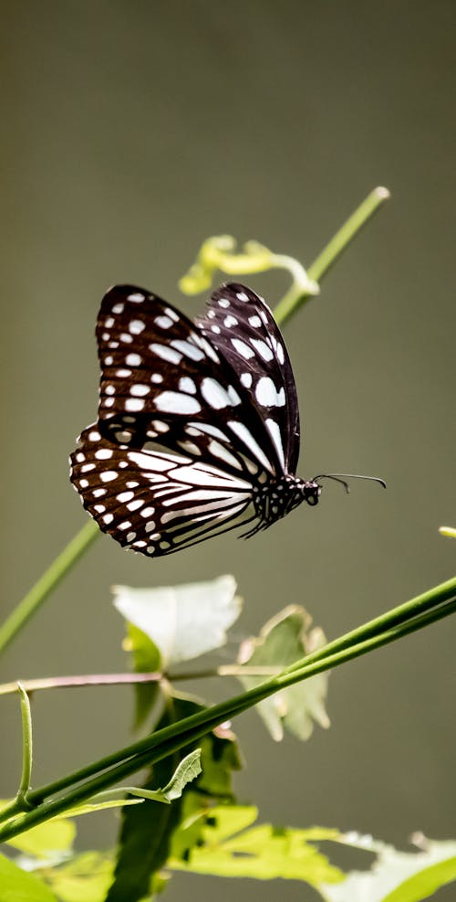 Free Black and White Butterfly Perched on Green Leaf in Close Up Photography Stock Photo