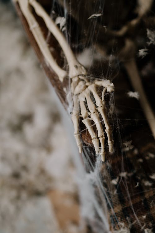 Skeleton Hand Covered in Spider Web