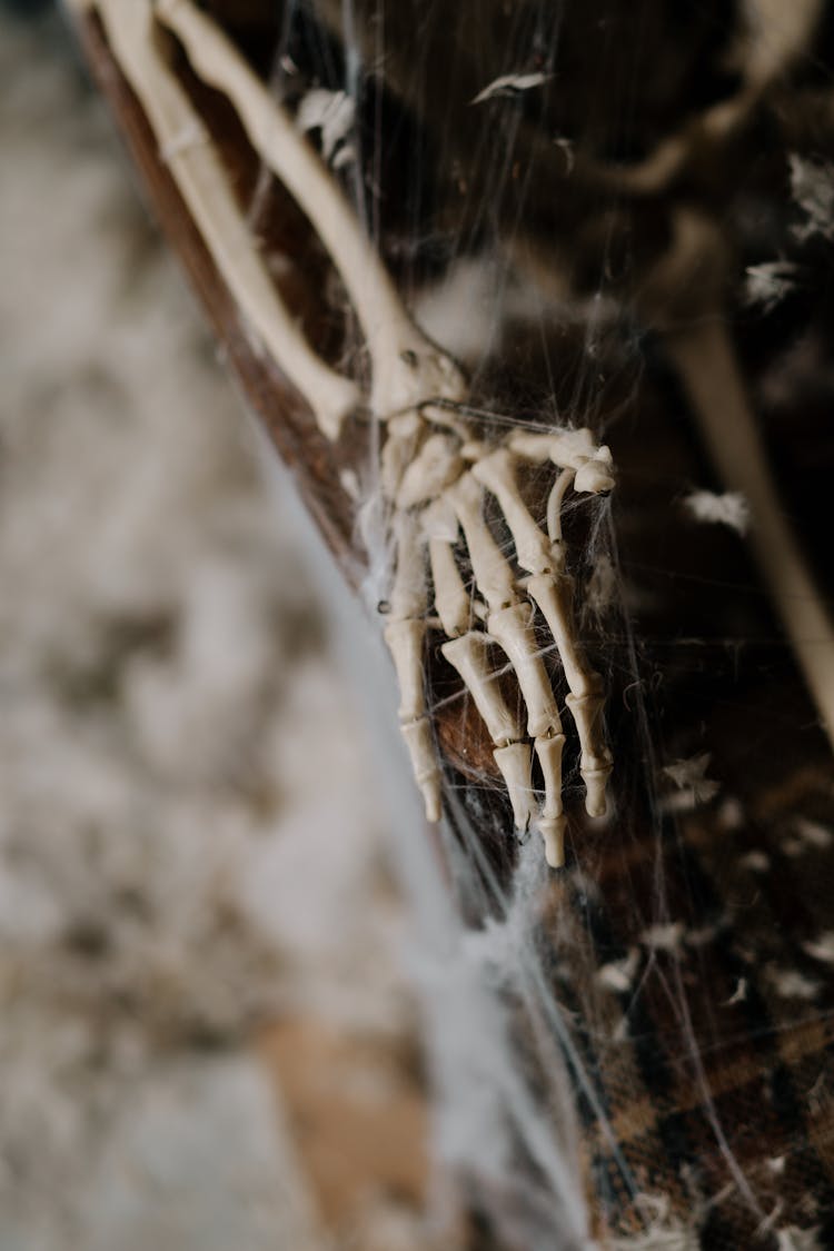 Skeleton Hand Covered In Spider Web