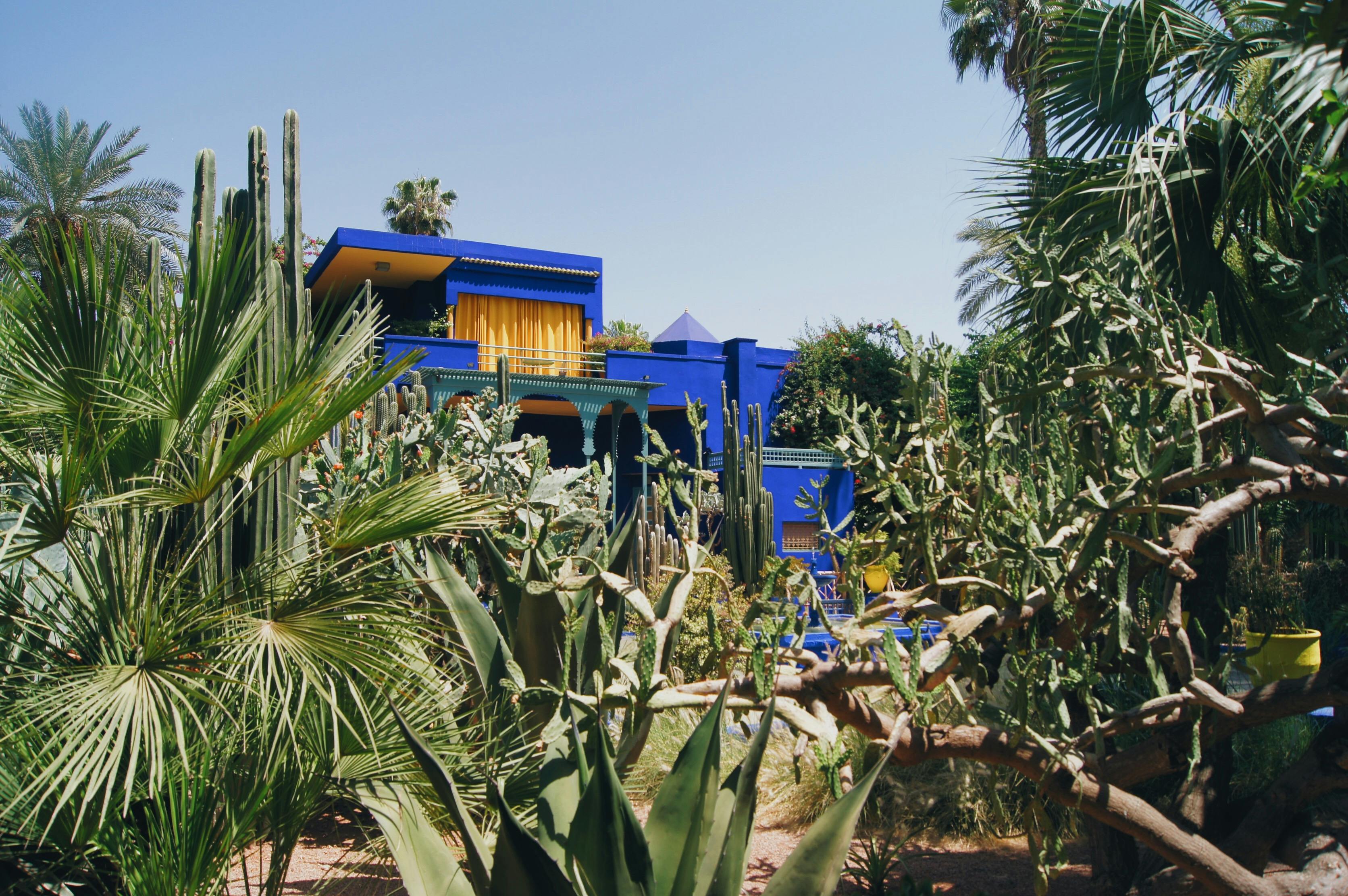 Vibrante casa blu Majorelle circondata da lussureggianti piante esotiche e cactus sotto un cielo sereno.