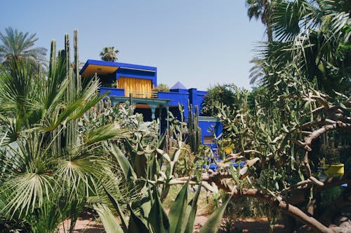 A Garden Full of Cactus Plants Near a Blue House