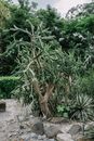 室外花园里，高大的仙人掌被绿植环绕