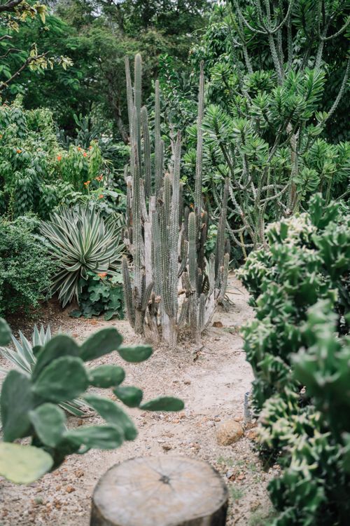 Free Explore the vibrant cactus garden showcasing lush greenery and tall cacti in a serene setting. Stock Photo