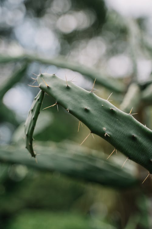 Planta Verde Em Fotografia De Close Up