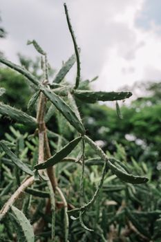沙漠仙人掌植物的多刺树枝详细视图