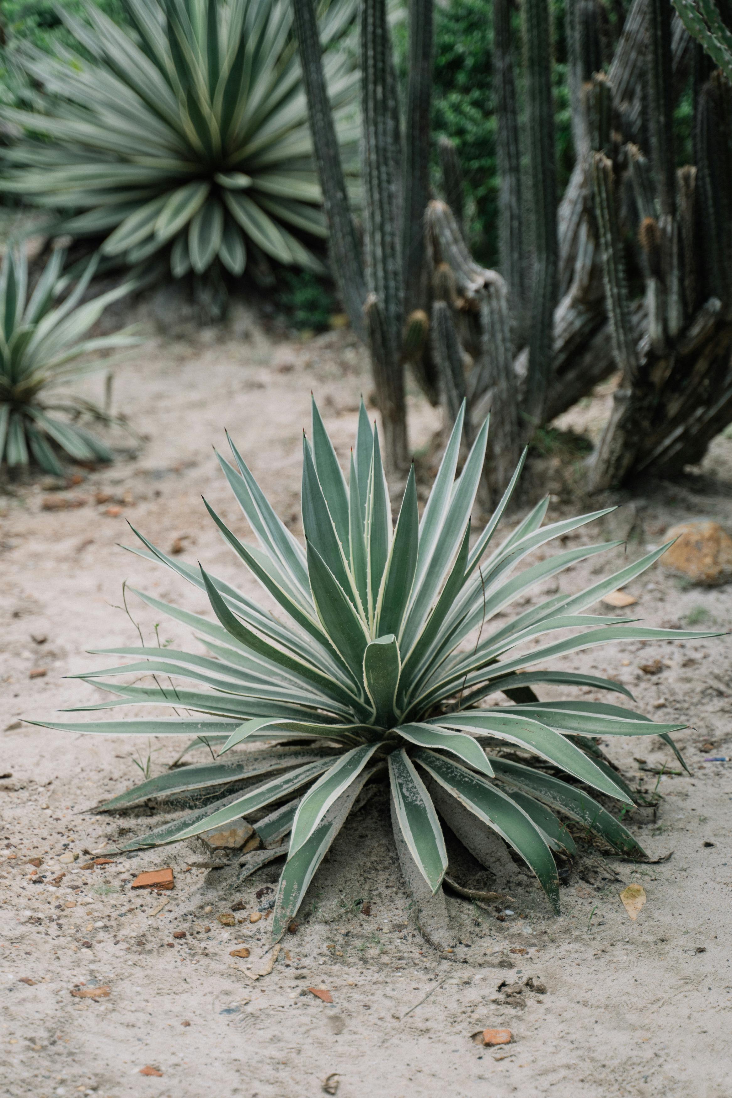 green plant on brown soil