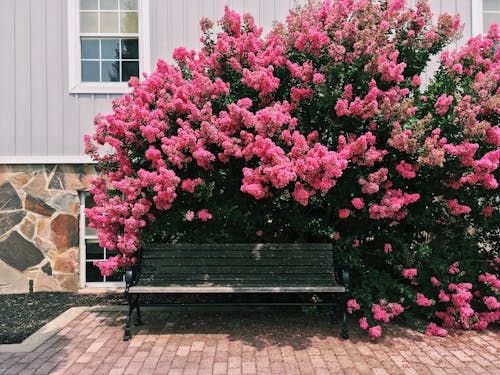 벤치, 분홍색 꽃, 성장의 무료 스톡 사진