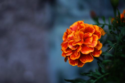 Close-up Photo of Marigold Flower 
