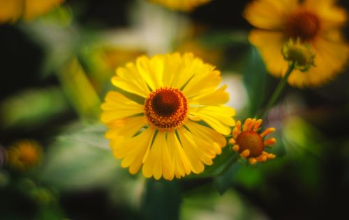 Free A detailed look at vibrant yellow sneezeweed flowers with lush green foliage. Stock Photo
