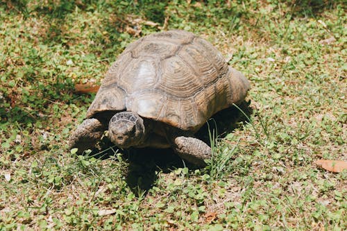 Turtle on Grass