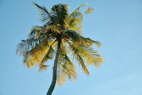 Ingyenes stockfotó alacsony szögű felvétel, kék ég, kókuszfa témában