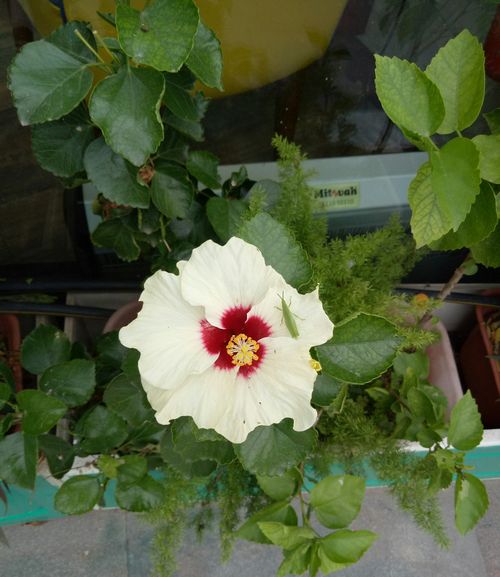 Free stock photo of hibiscus, white and red flower Stock Photo