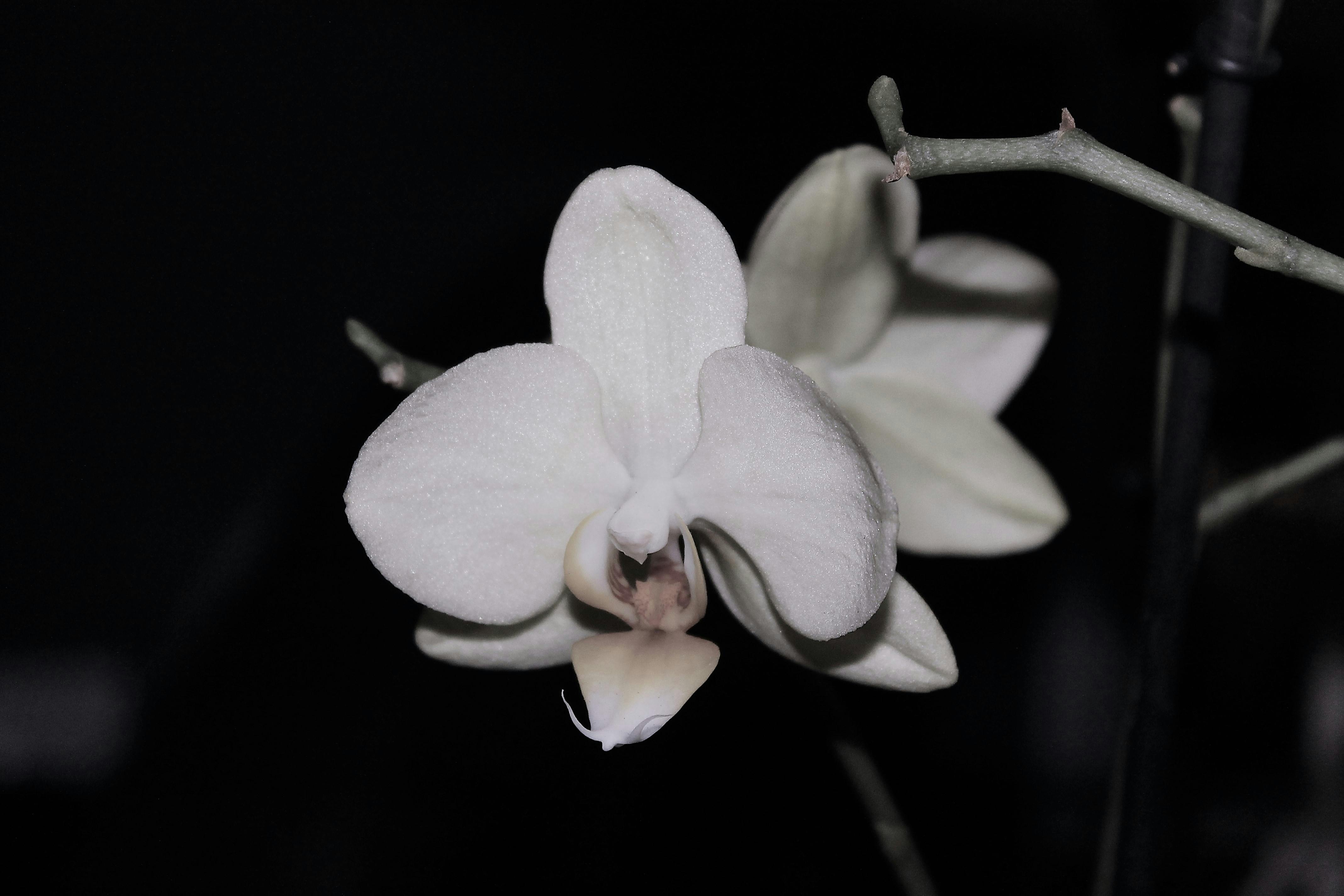 White Moth Orchid in Bloom · Free Stock Photo