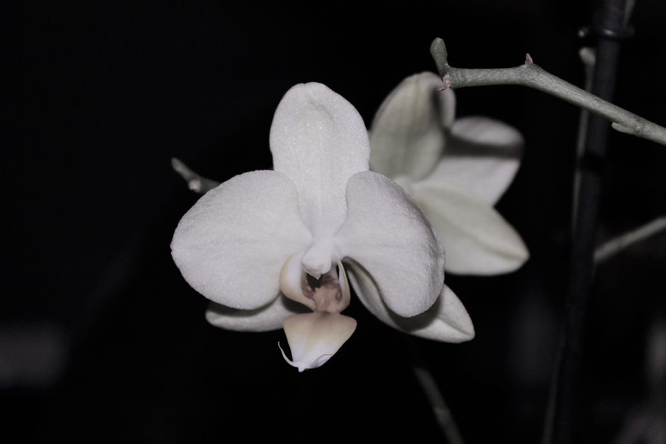 Elegant white moth orchid blossom in close-up, showcasing vivid petals softly lit against a dark background.