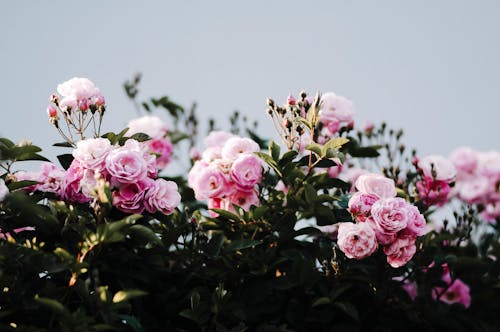 Pink Roses in Bloom