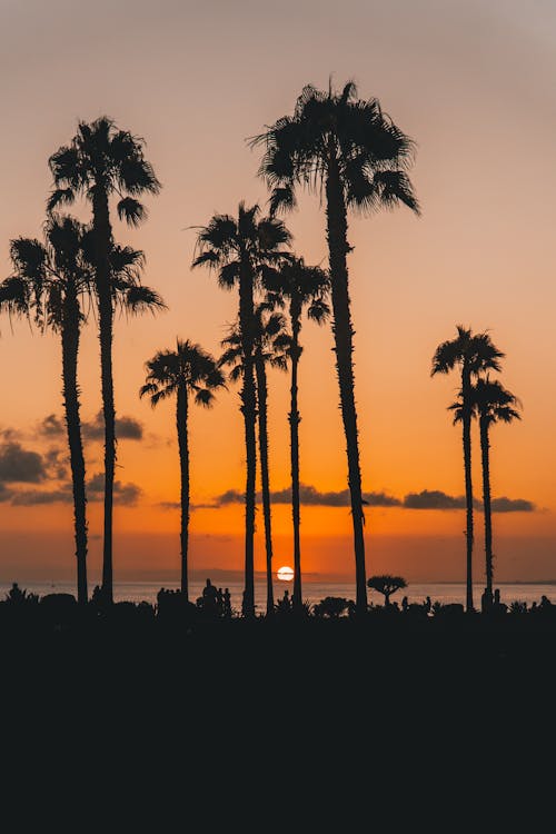 Schattenbild Der Palmen Während Des Sonnenuntergangs