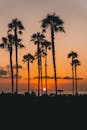棕榈树的剪影俯瞰在拉古纳海滩，加利福尼亚州令人惊叹的日落