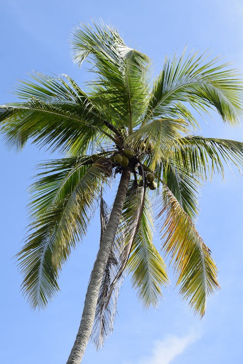 Fotobanka s bezplatnými fotkami na tému kokosová palma, modrá obloha, podhľad