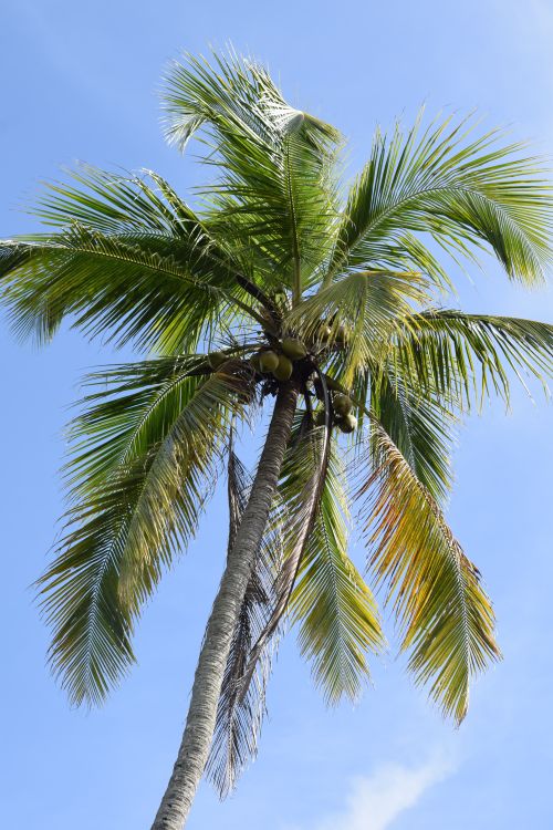 Free Low angle view of a vibrant palm tree with coconuts against a clear blue sky. Stock Photo