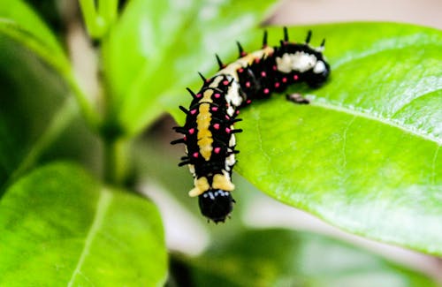 Základová fotografie zdarma na téma bezobratlí, biologie, červ