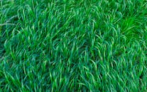 特写镜头中充满活力的绿草展现了自然的生长和户外的新鲜感