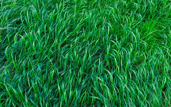 特写镜头中充满活力的绿草展现了自然的生长和户外的新鲜感