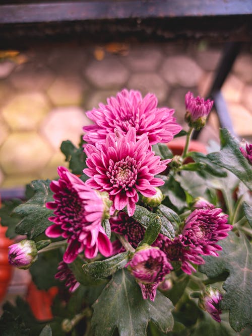 Základová fotografie zdarma na téma aroma, aromatický, astra