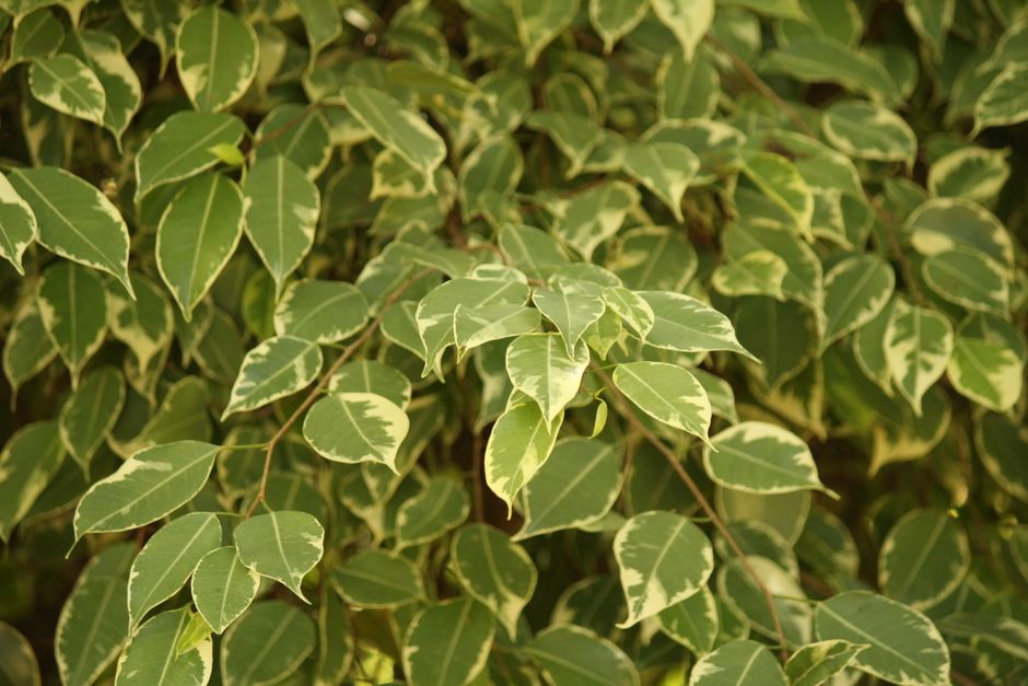 Ficus Starlight