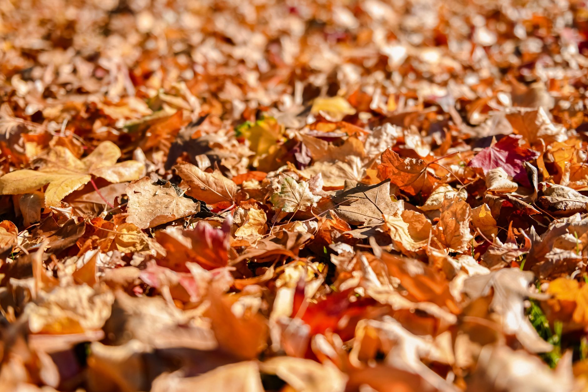 Close-up of colorful autumn leaves creating a natural carpet on the ground.. close, colorful, autumn