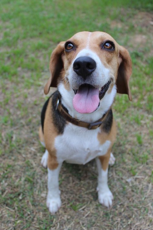 Beagle sitting on green grass