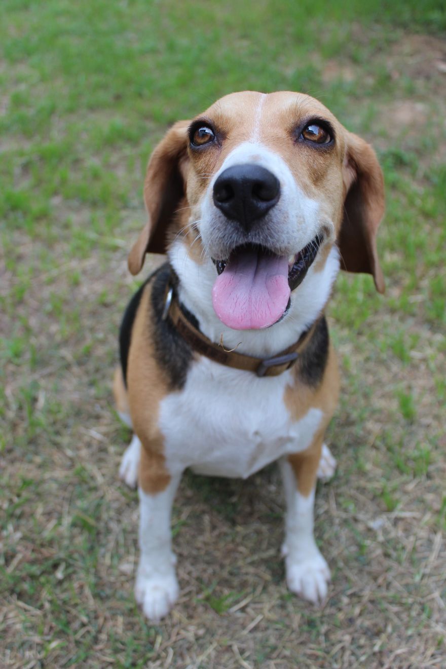 Tricolour Beagle sitting on green grass with its tongue out