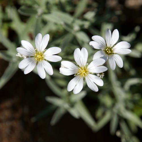 Gratis Tiga Bunga Petaled Putih Foto Stok