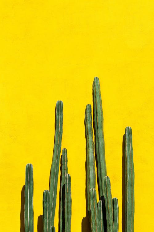 Kaktus Hijau Dengan Latar Belakang Dinding Kuning