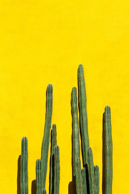 Green cactuses on yellow wall background · Free Stock Photo