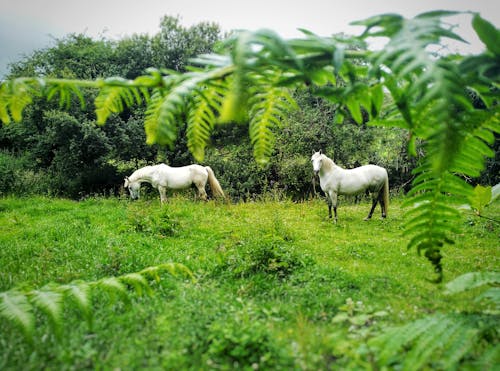 Free White Horses on Green Grass Field Stock Photo