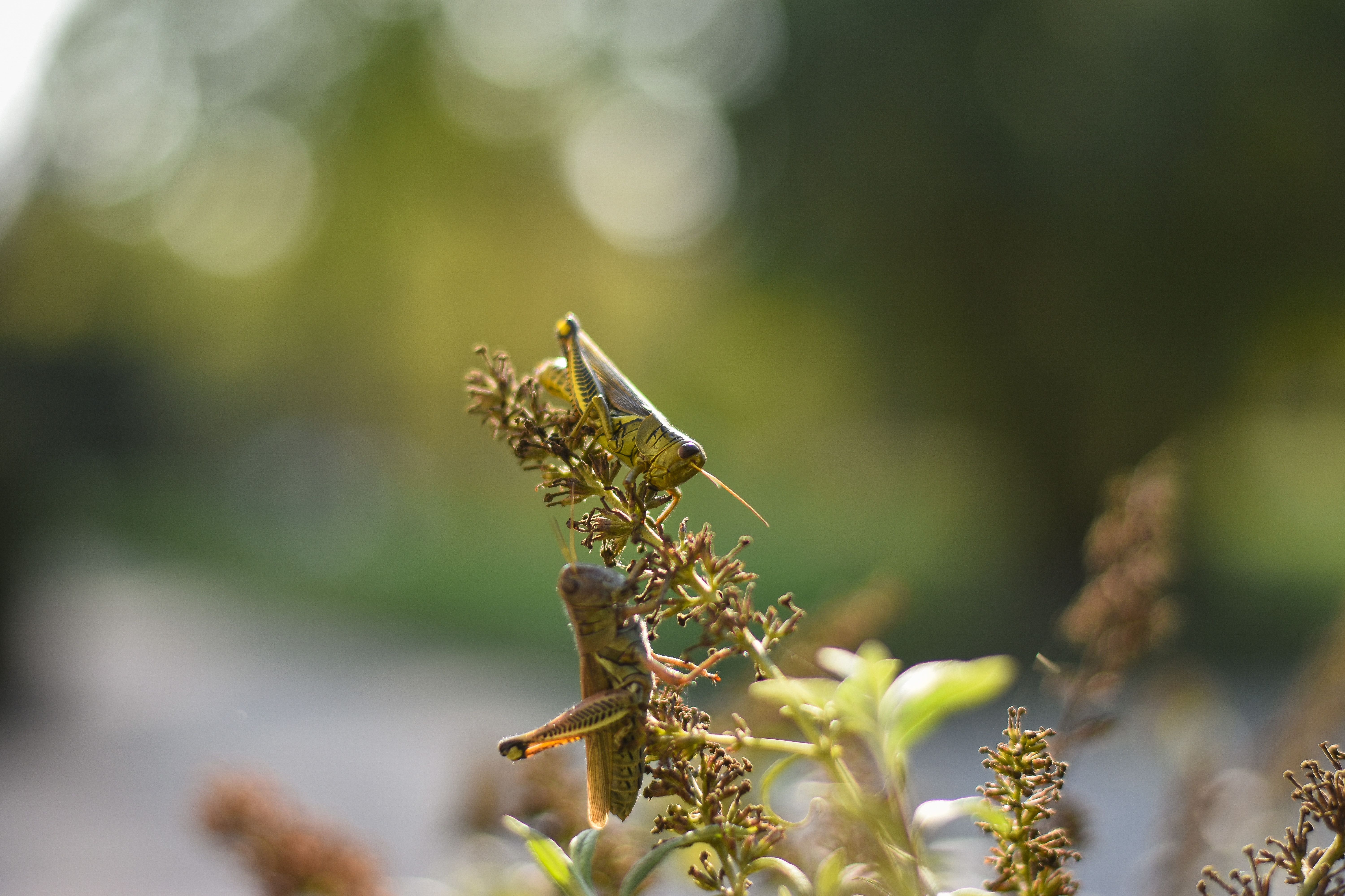 New World Screwworm | Animal and Plant Health Inspection Service — Photo by Julissa Helmuth on Pexels