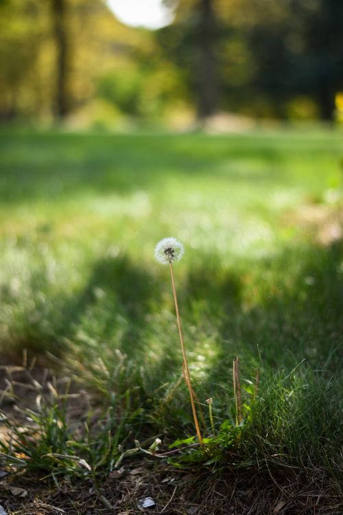 Free A single dandelion stands tall in a brightly lit grassy field, evoking serenity and nature. Stock Photo
