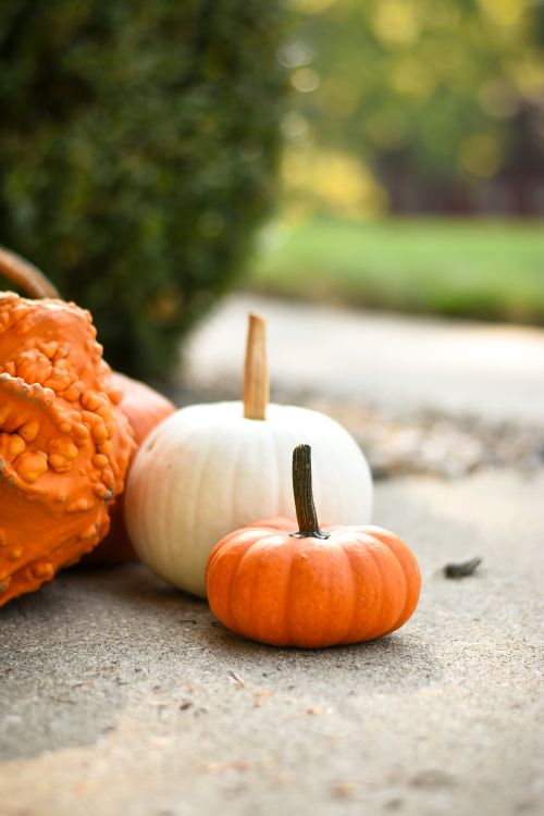 Free Brightly colored pumpkins and gourds on a concrete floor, perfect for fall settings. Stock Photo